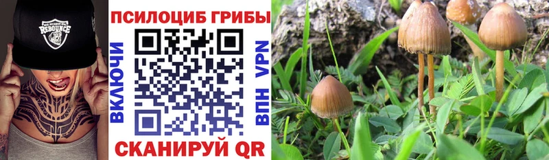 Галлюциногенные грибы MAGIC MUSHROOMS  kraken tor  Дно 